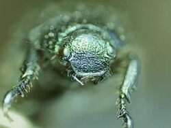 Beetle close-up Stock Footage