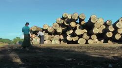 ONLY ON AP Saving myanmar's disappearing forests Instructional Video