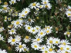 MS Flowers of matricaria chamomilla / Serrig, Rhineland-Palatinate, Germany Stock Footage