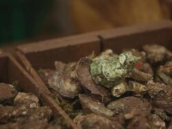 Oyster Stock Footage