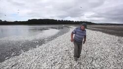 Tons of dead sardines wash up southern Chile Instructional Video