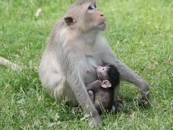 Monkey breast-feeding Stock Footage