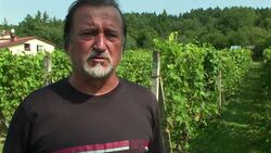 VOICED: Poland's fledgling winemakers proud of current crop News Clip