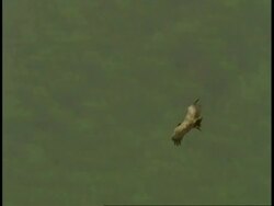 High speed Indian Vulture (Gyps indicus) gliding over forest, Bandhavgarh National Park, India Stock Footage