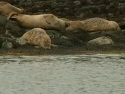 MS Grey seal (Halichoerus grypus) surfaces by resting seal group, Norfolk, UK Stock Footage