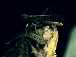 Locust on head of lizard Stock Footage
