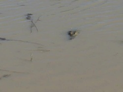 Nile Crocodile Stock Footage