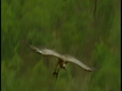 Indian Vulture (Gyps indicus) descending into forest, Bandhavgarh National Park, India Stock Footage