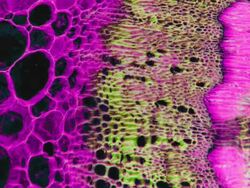 Soy stem micrograph changing colors Stock Footage
