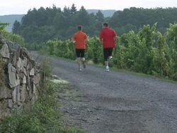 WS View of jogger jogging in vineyard / Saarburg, Saar-Valley, Rhineland-Palatinate, Germany Stock Footage