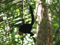 capuchin monkey in a tree Stock Footage