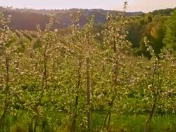 SLO MO Terraced apple orchard at sunrise Stock Footage