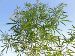 politician businessman Stock Footage