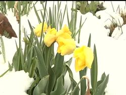 A nor''easter packing soaking rain and springtime snow has churned up the Northeast. The storm unleashed a burst of winter, closed some schools and triggered power outages Instructional Video