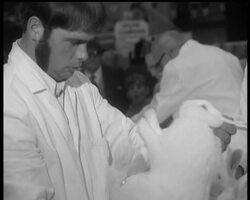 PETS CHAMPIONSHIPS SHOW News Clip