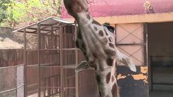 VOICED : Mexico busca nombre para una jirafa News Clip