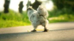Cute ugly rooster 3 scenes Stock Footage