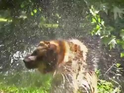 MS SLO MO Shot of German Shepherd, male dog Shaking itself, Emerging from River/ Normandy, France Stock Footage