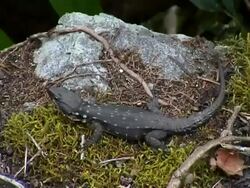 Black lizard Stock Footage
