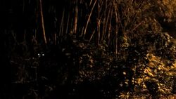 Alarm over frog populations in the Caribbean as scientists report steep decline News Clip