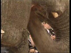USA: WASHINGTON: ASIAN ELEPHANT PARADED AROUND CAPITOL BUILDING News Clip