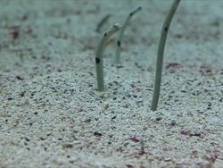 Garden eels fish in the sea. Stock Footage