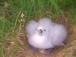 A nesting gull vocalizes in grass. Stock Footage