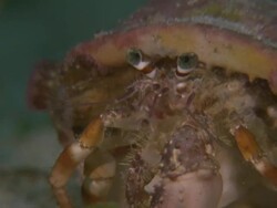 Hermit crab, Monad Shoa, Malapascua, Philippines Stock Footage