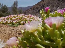 Plants in the Desert Stock Footage