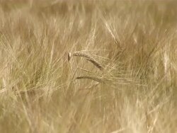 CU Farm of hordeum vulgare, barley / Serrig, Rhineland-Palatinate, Germany Stock Footage