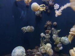 Jellyfish Stock Footage