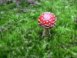 Fly Agaric Mushroom Stock Footage