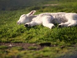 Sunbathing Lamb Stock Footage