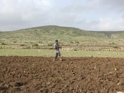 Man sowing seeds Stock Footage