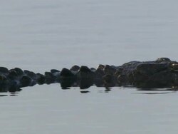 MS Alligator head and body visible slightly above water / Everglades, Florida, USA  Stock Footage