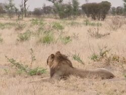 MS Male lion lying down and looking around pensively   / Central Kalahari Game Reserve, Botswana Stock Footage