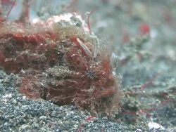 Frogfish Stock Footage