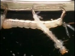 Mosquitoes (Culex quinquefasciatus) - group of larvae moving around underwater Stock Footage