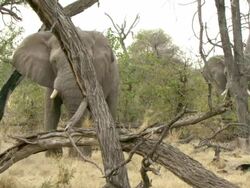 MS Elephant standing and grazing on dried grass / Okavango Delta, North West District, Botswana Stock Footage