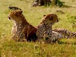 MS Two cheetahs laying down and looking around / Masai Mara, Kenya Stock Footage