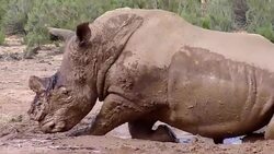 CLEAN : S Africa using surveillance aircraft News Clip