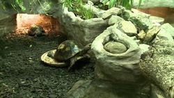 VOICED : Ancient turtles unearthed in Poland News Clip
