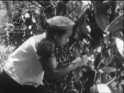 Madagascar c.1958 - The harvesting and production of vanilla. Stock Footage