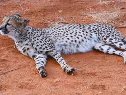 MS Shot of cheetah in wild at bush camp on safari at Africat Foundation to rescue wild animals / Okonjima Private Reserve, Namibia, South Africa Stock Footage