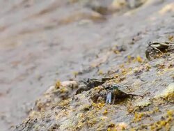 Crabs at the beach Stock Footage