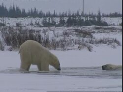 Immature Polar bear (Ursus maritimus) scraping ice at ice hole and falling in, near Churchill, Manitoba, Canada Stock Footage