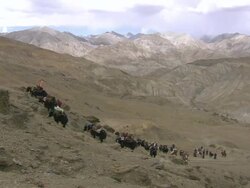 MS Monks distributing food at tscheu tibetan buddhist religious  festival / Saldang village, High Himalayas, Upper Dolpo near Tibetan border, Nepal   Stock Footage