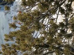 MS PAN View of Snowy view with frozen with branches / Yellowstone National Park, Wyoming, United  Stock Footage