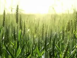 Field of wheat Stock Footage