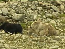 Pan Left Shot Herd of yaks walking Lhasa Tibet China Stock Footage